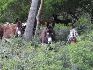 IMG_0136 (Medium)